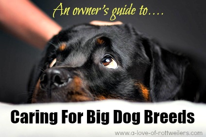 Guide to caring for big dog breeds