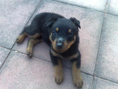 Long Haired Rottweiler Puppies. My rotti puppy. semi closed
