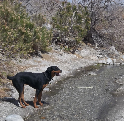 Max by the creek at 7 months