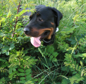 Rottweiler hiding in some bushes