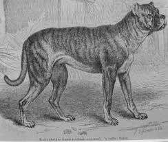 The Brindle Roman Rottweiler
