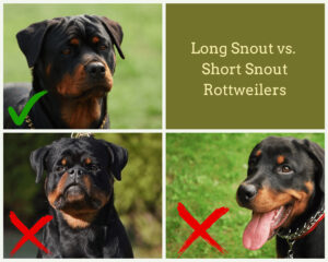 Three pictures of a Rottweiler with normal snout, a Rottweiler with a Short snout and a rottweiler with a long snout