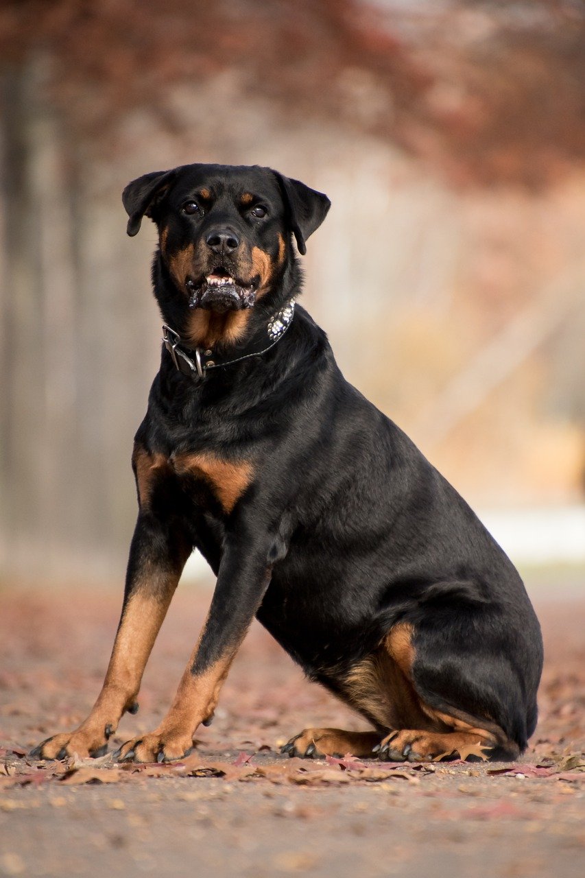 why are rottweilers so mean? 2