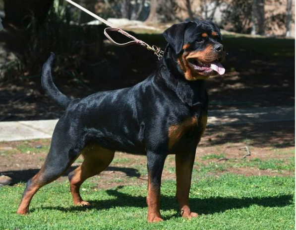 what does a german rottweiler look like? 2