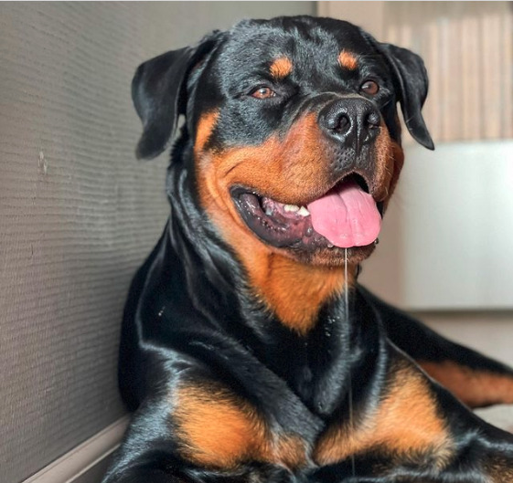 why do rottweilers drool?