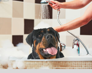 a rottweiler taking a bath