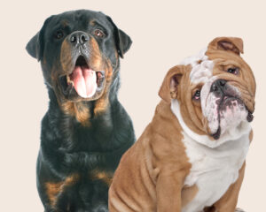 A Bulldog and a Rottweiler: together they make a Bullweiler!