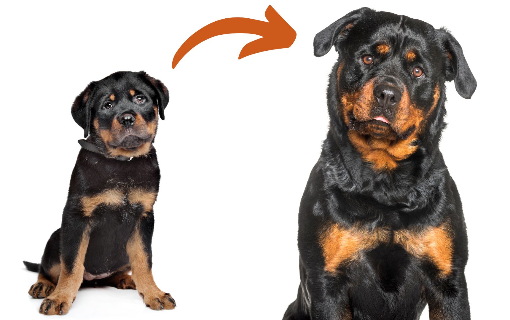 how old is too old to breed a rottweiler? 2