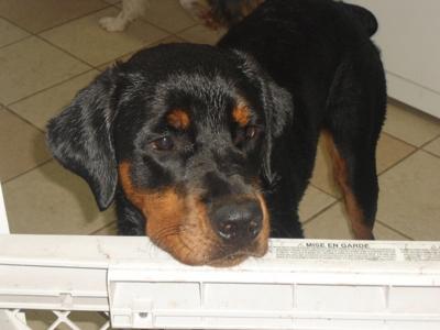 Rottweiler at 10 months old