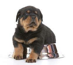 can you feed rottweiler puppy? 2