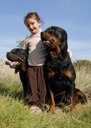 Little girl with her two Rottweilers