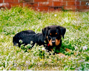 Beautiful Rottweiler Puppy 10 weeks