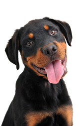 Beautiful and happy Rottweiler puppy