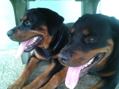 THE ROTTIE TWINS