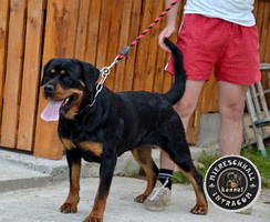 Rottweiler at Romanian Kennel
