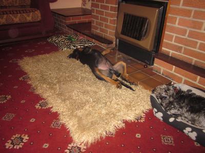 3 months old and knocking out the zzzzzzz in front of the fire though