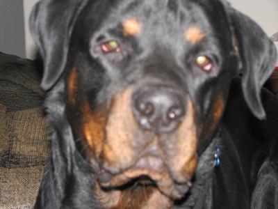 why does my rottweiler growl at me? 2