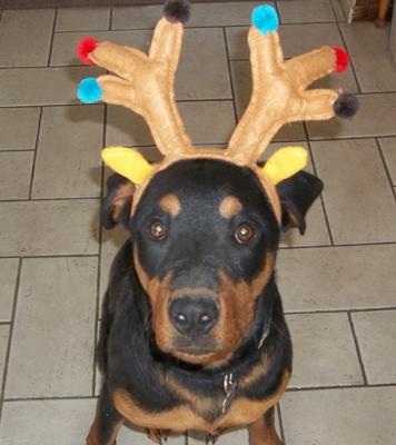 'Reindeer' Max at 9 months 