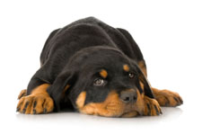 Rottweiler puppy lying down