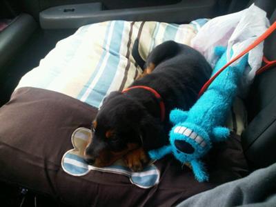 On the way home from Petco, first real car ride