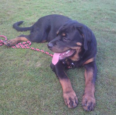 Rocky the Rotty - Rottweiler - 6 months
