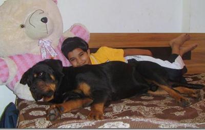 Rocky the Rotty - 17 Months