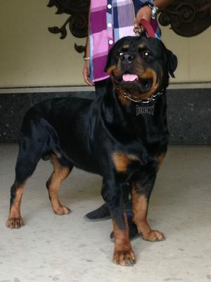 Rocky the Rotty - 2 years 9 months