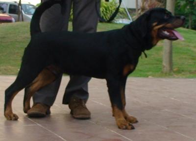 Rocky the rotty - Rottweiler - 7 months side view