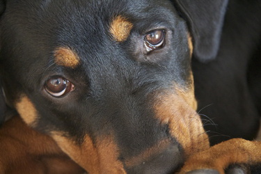 Adolescent Rottweiler pup close up