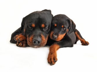 Beautiful Rottweiler mom and her puppy