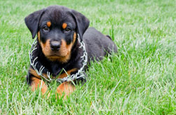 Rottweiler pup wearing a prong collar that's too big