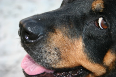 Rottweiler face closeup
