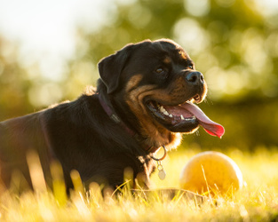 Rottweiler with ball dog toy