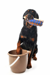 Rottweiler with bucket and scrubbing brush