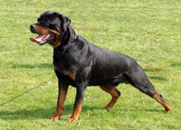 Show quality Rottweiler in 'stacked' position
