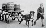 Rottweiler pulling milk cart