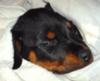 Rottie pup after Parvo treatment