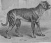 The Brindle Roman Rottweiler