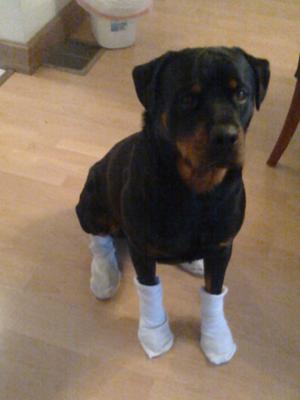 have you ever seen a rott that wears socks?? Mine does