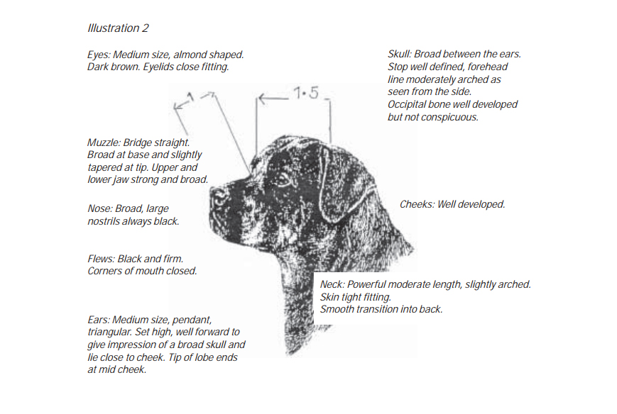 A diagram of the correct facial proportions and snout length for a Rottweiler