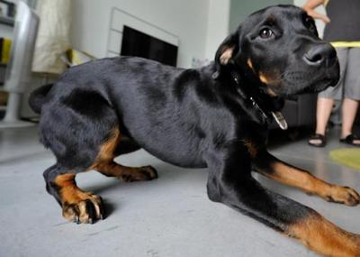11-month-old-rottie-growls-and-barks-at-strangers-or-friends-she-hasnt-seen-in-a-while-21478427
