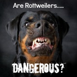 Rottweiler the girl of 6 years on a black background