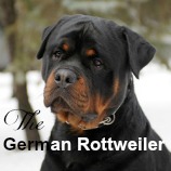 Rottweiler portrait on winter scenery