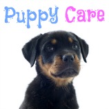 puppy_care_158