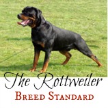 rottweiler_breed_standard_158
