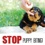 stop_puppy_biting_158
