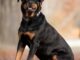 Questions you need to ask before adopting a Rottweiler
