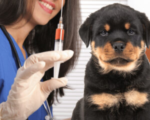 A Rottweiler puppy about to get a vaccine