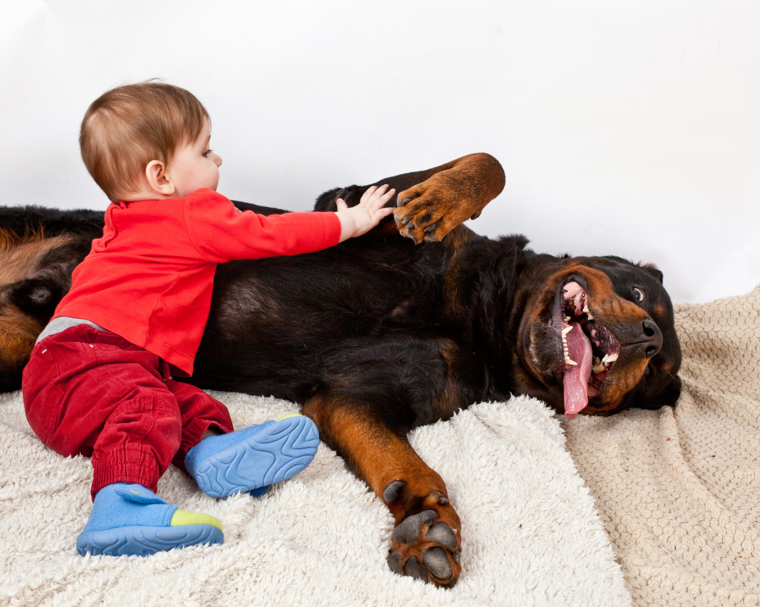 Little boy dressed in red costume playing with a big black dog b