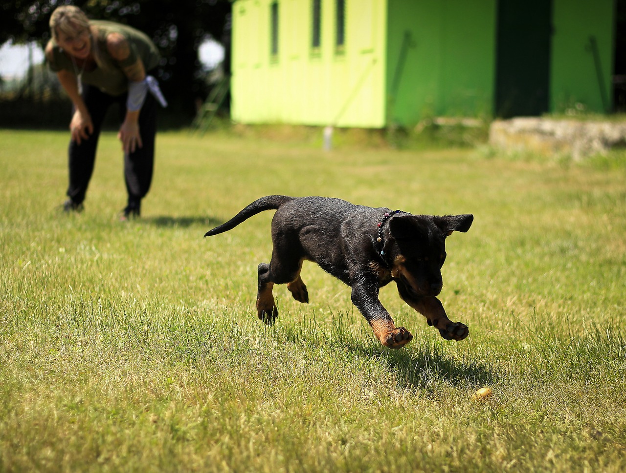 Pupp-training